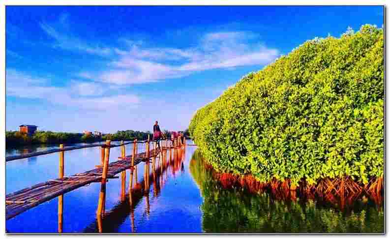 Wana Tirta Mangrove Forests